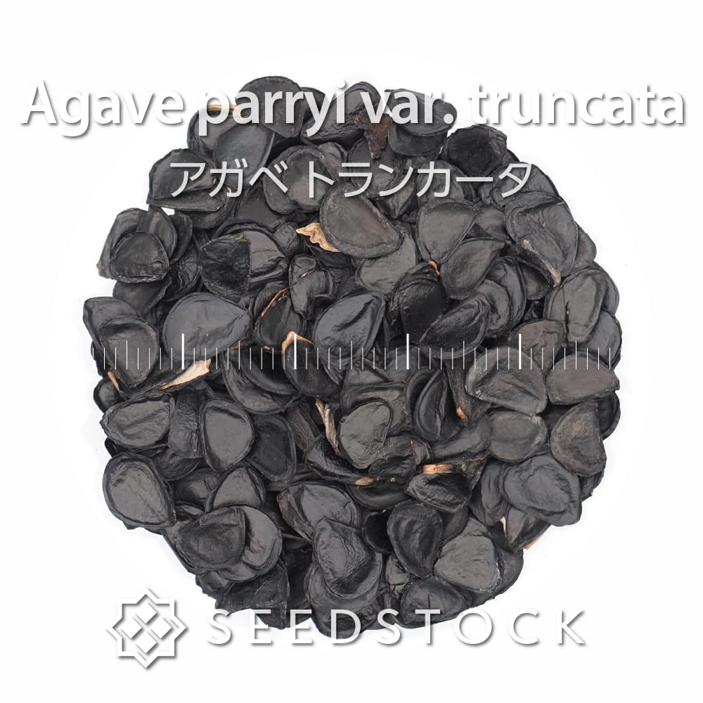 アガベ　トランカータ　　100 Amazon.co.jp: SEEDSTOCK アガベ 種子 トランカータ (100) : DIY